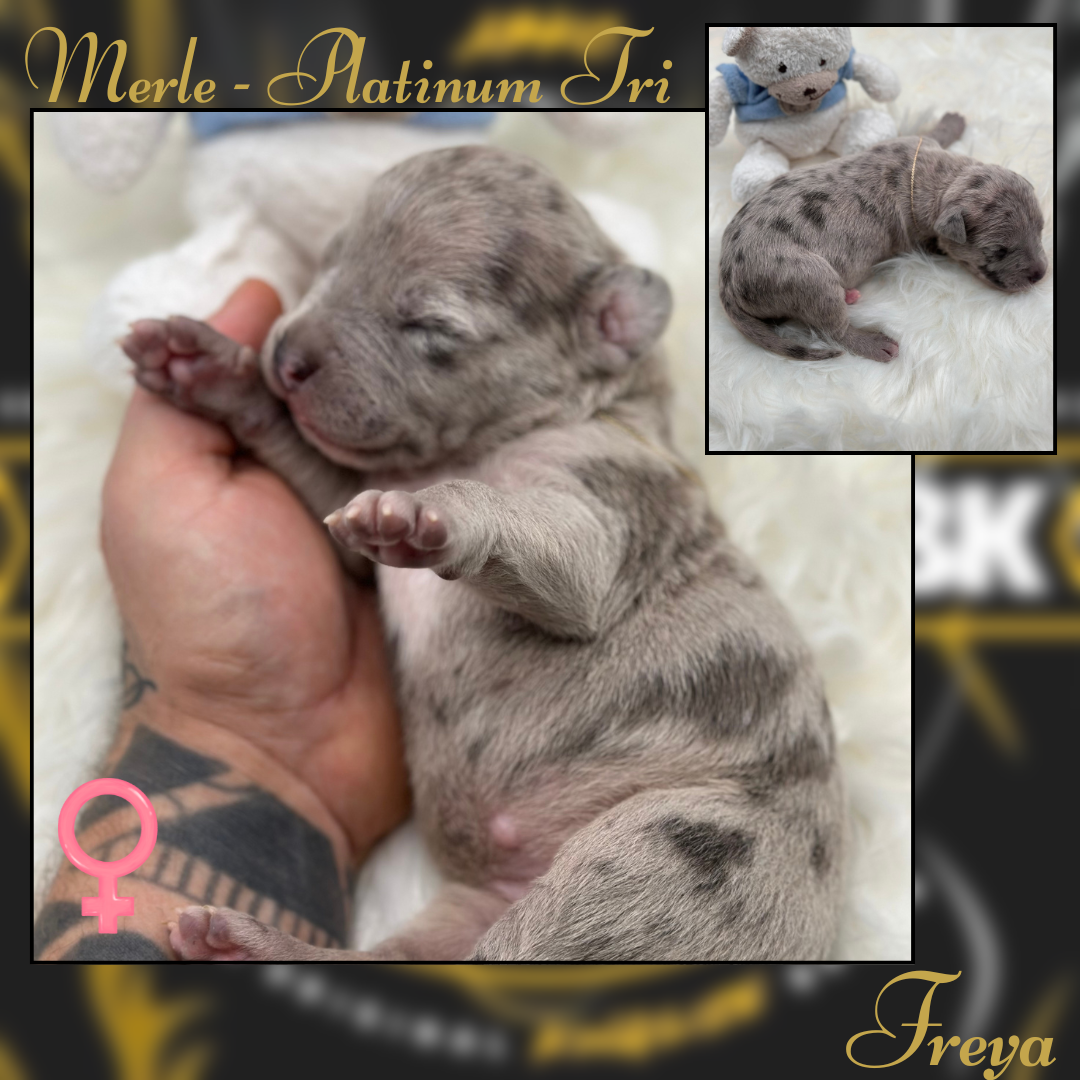 4th Puppy - American Bully